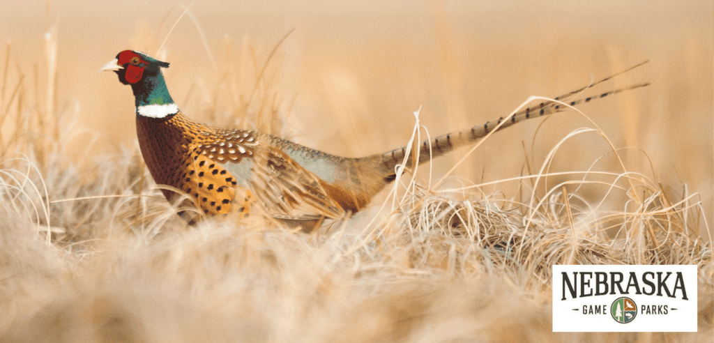 nebraska pheasants