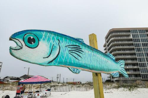 Florabama mullet toss