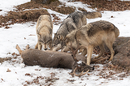 Wolves eating 
Wolves and Greater Yellowstone