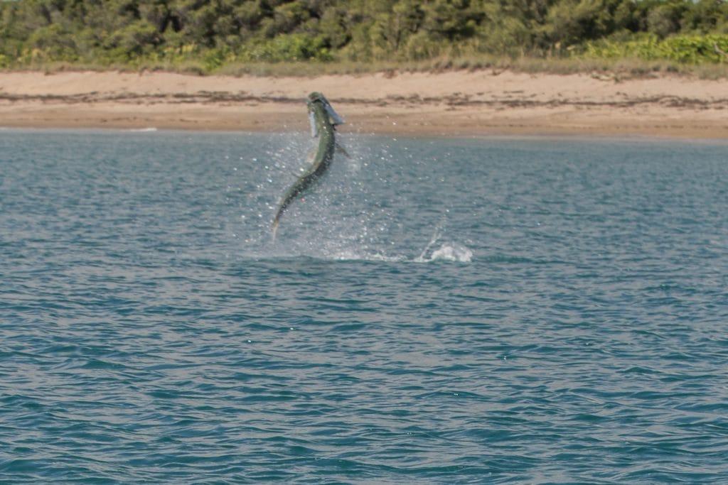 tarpon jumping