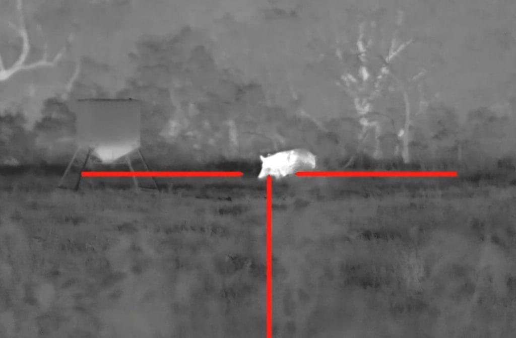 hunting feral hogs with thermal optics