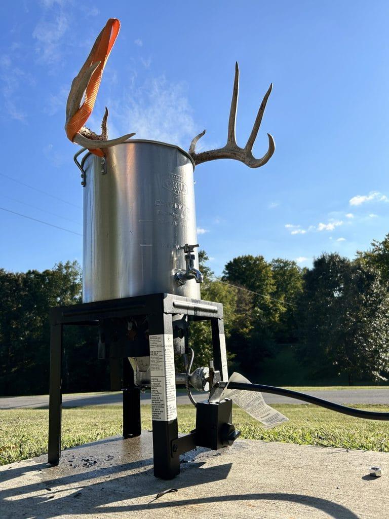 boiling a european skull mount