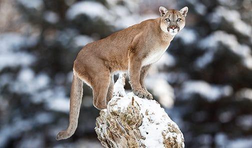 Colorado Mountain Lion Hunting Ban Fails 